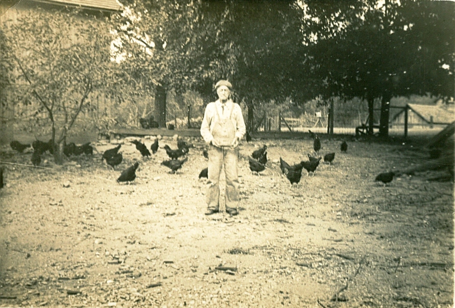 Paddy Feeding the Chickens